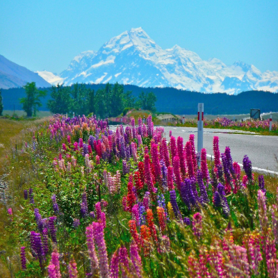 flowers-road-mountains-3868242_1920-400x400 Flowers Mountains Road
